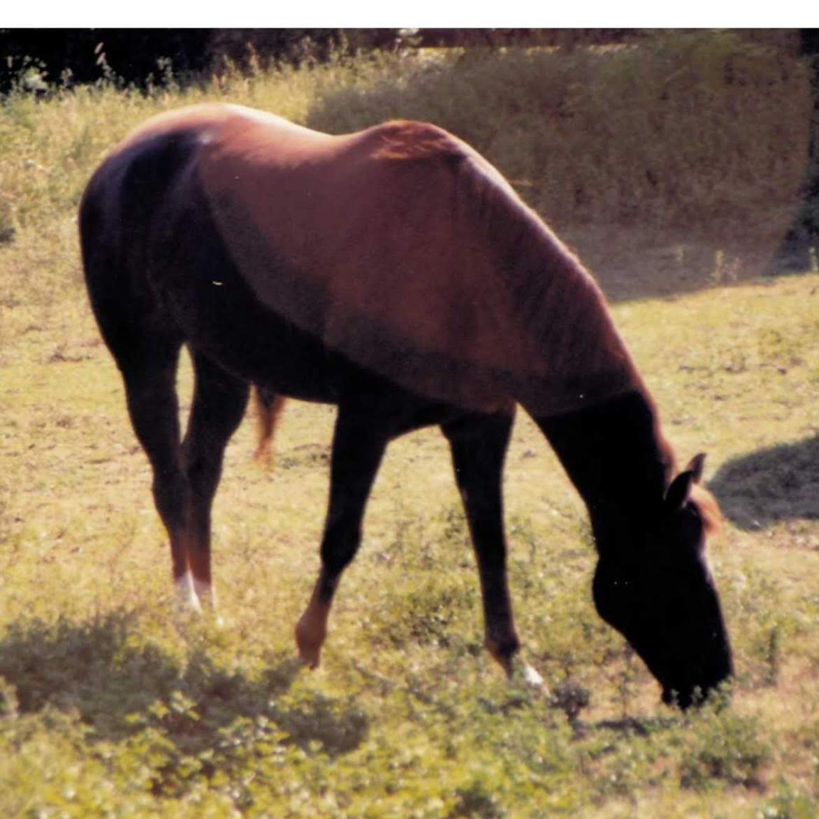 My Nifty Girl, a sorrel quarter horse, grazing in her pastures